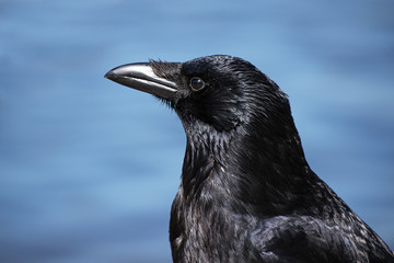 Carrion crow (corvus corone) headshot portrait against a blue background