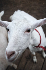 nanny-goat