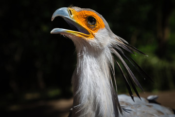 Secretary bird