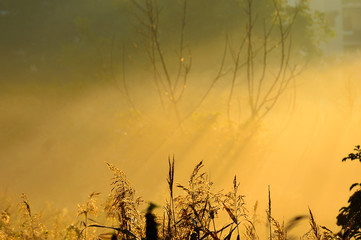Jesienna łąka w mglisty poranek.
