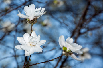 Blossoming of white magnolia