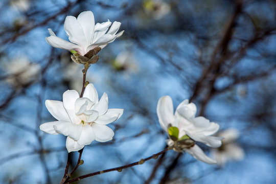 Fototapeta Blossoming of white magnolia