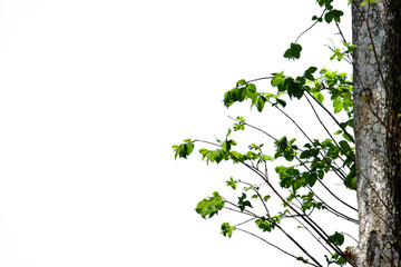 Green tree on white background