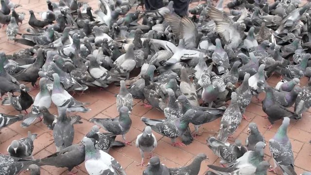 Pigeons being fed in the park on Durban beach front (South Africa) - Clip 3 of 3