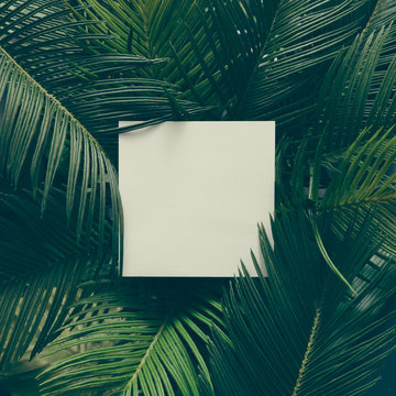 Fototapeta Creative tropical green leaves layout with copy space. Nature spring concept. Flat lay.