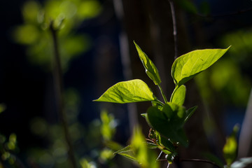 The magic of old lenses