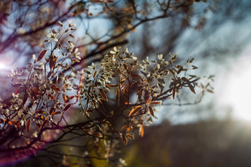 The magic of old lenses