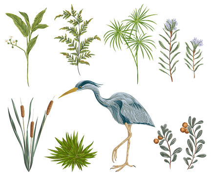 Heron bird and swamp plants. Marsh flora and fauna. Isolated elements Vintage hand drawn vector illustration in watercolor style