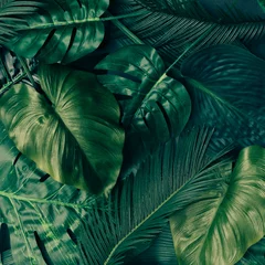 Creative tropical green leaves layout. Nature spring concept. Flat lay. © Zamurovic Brothers