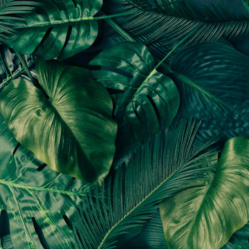Fototapeta Creative tropical green leaves layout. Nature spring concept. Flat lay.