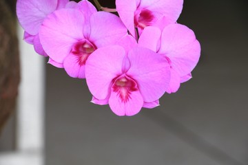 purple orchid flower beautiful close up in garden