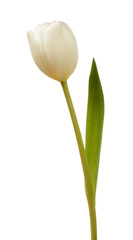 White tulip flower