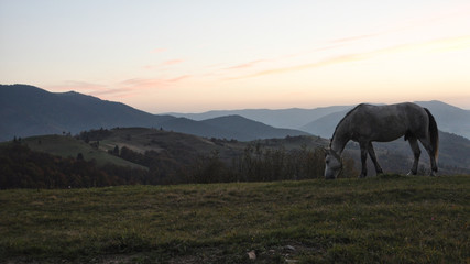 horse pasture morning fog dew