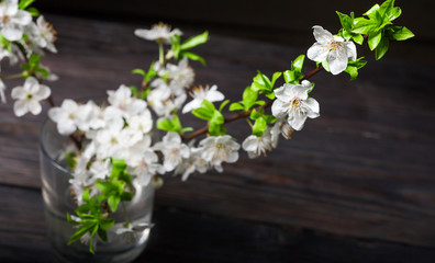 Apple blossom, spring flowering branch on wooden background