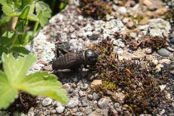 Grille oder Feldgrille