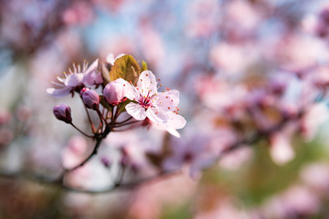 Naklejka premium blühender Zweig der japanischen Kirschblüte