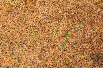 leaves dry and green leaf for background