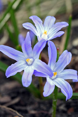 Chionodoxa luciliae (Scilla luciliae) flowers