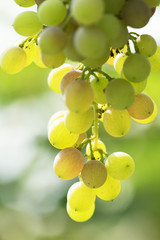 Bunch of green grapes on grapevine in vineyard.