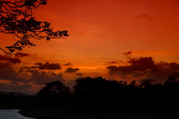 tree and branch silhouette  at sunset in sky beautiful landscape