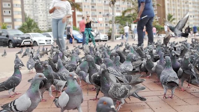 Pigeons being fed in the park near Durban beach front and city - Slow motion HD