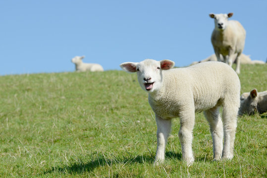 sheep lamb standing on meadow and bleating