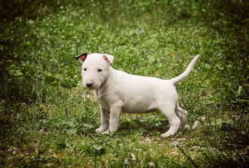 Portrait of a Bull Terrier puppy dog