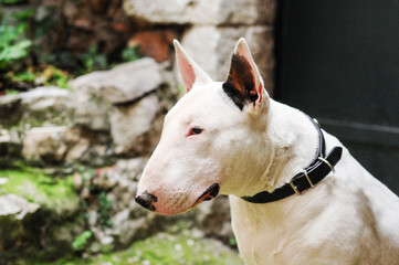 Portrait of a white Bull Terrier dog