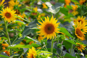 sunflowers yellow blooming  in garden flower beautiful