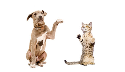 Pit bull puppy and a kitten playing together isolated on white background
