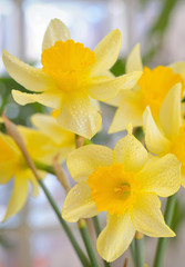 Fresh spring narcissus flowers