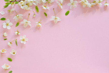 Fototapeta na wymiar Cherry blossom on pink background