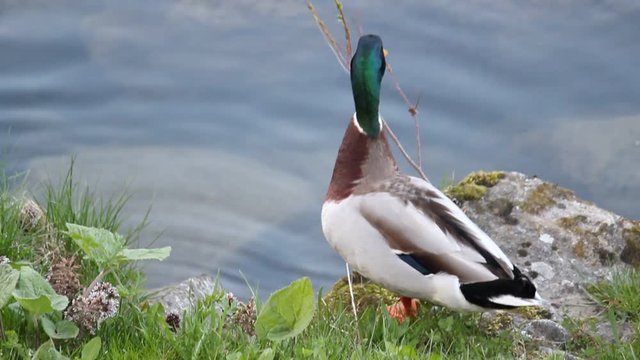 Ente springt in einen Fluss