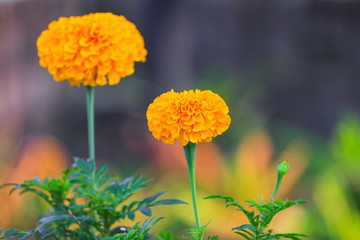 marigold yellow flower blooming beautiful in garden (Tagetes erecta, Mexican marigold, Aztec marigold, African marigold)