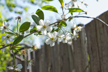 Apple blossoms in the spring