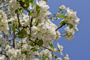 Apple blossoms in the spring