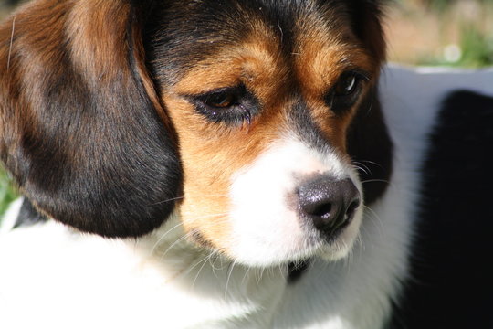 Beaglier