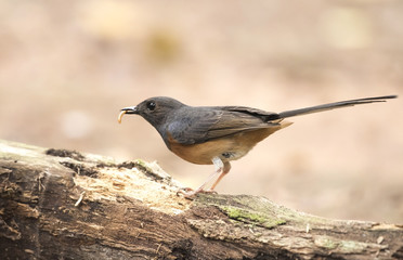  White-rumped Shama,  View Beautiful