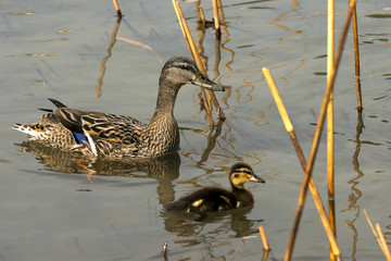 Female Mallard Duck with Duckling