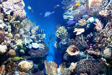 Naklejka na ściany i meble underwater world with corals and tropical fish.