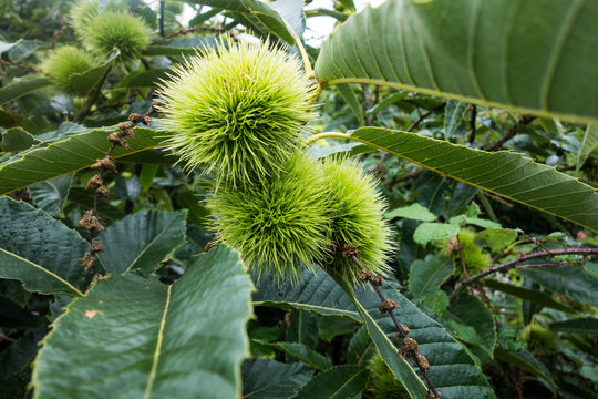 Maronen am Baum