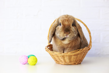 Easter Bunny in Basket with Easter Eggs. White Brick Wall Background. Shallow Depth of Field....