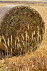 what sprigs against straw bale in Cyprus 