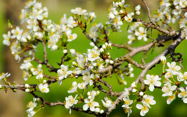 blossoming tree image of spring season