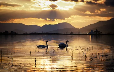 Foto auf Acrylglas Schwan Swans on lake during sunset