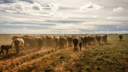 Cattle landscape