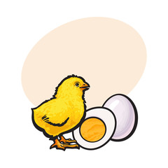 Little chicken with boiled, peeled egg, whole and cut in half, sketch style vector illustration with space for textHand drawn, sketched illustration of little yellow chick and chicken egg