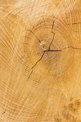 Naklejka premium Hintergrund aus Holz mit Astloch und Jahresringen