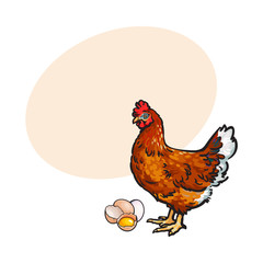 Hand drawn brown hen, chicken and eggs - whole and broken in half with yolk inside, sketch style vector illustrationwith space for textHand drawn illustration of chicken, hen, eggs