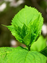 春の紫陽花の葉